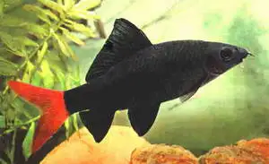 Rødhalet labeo (Labeo bicolor)